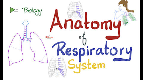 Anatomy of the Respiratory System