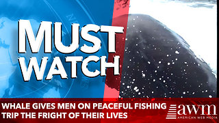 Whale gives men on peaceful fishing trip the fright of their lives