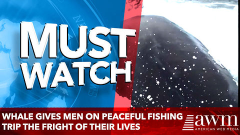 Whale gives men on peaceful fishing trip the fright of their lives