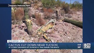 Cactus cut down near Tucson