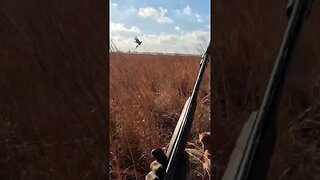 Rooster Pheasant CACKLES and Tries to Fly Away! #pheasanthunting #goldenretriever