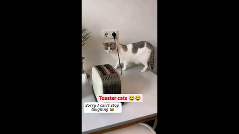 Toaster cats 😅