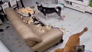 Husky dog destroying a living room (and the other two dogs are watching)