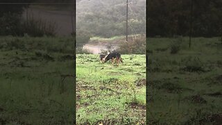 Training DOGS to LOVE the RAIN | BAD weather K9 D.I.Y in 4D