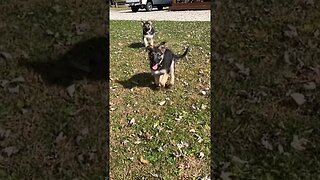 German shepherd puppies trying to fly with floppy Dumbo ears ! #puppy#germanshepherd