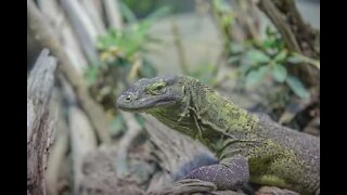 Motorcyclist scared by huge lizard!