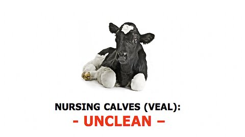 NURSING CALVES (VEAL): UNCLEAN