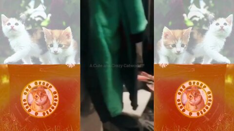 Introducing the Hide-And-Go-Seek Cat Champion of the World! 🏆😹 (#122) #Clips