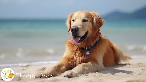 Music for Dogs - Relaxing Sounds for Dogs with Anxiety! Helped 4 million dogs around the world...