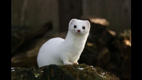 Weasel animal is considered the smallest predator in the world