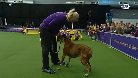 "Ultimate Canine Showdown: Who will be crowned top dog?"