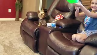 Cute Dog Loves Playing With A Balloon