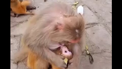 Monkey's child is drinking his mother's milk 2021