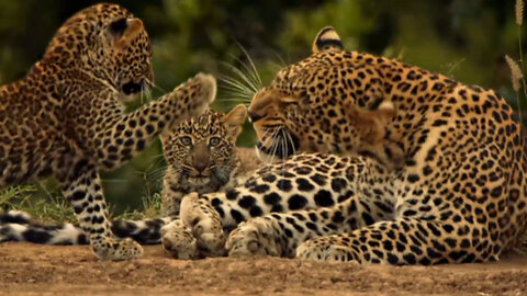 A harmonious leopard family