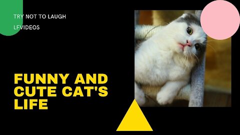 Funny and Cute Cat's Life the best friends Videos