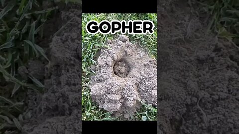 Do you have Gophers? 😱Comment below 🤬#shorts #gophers