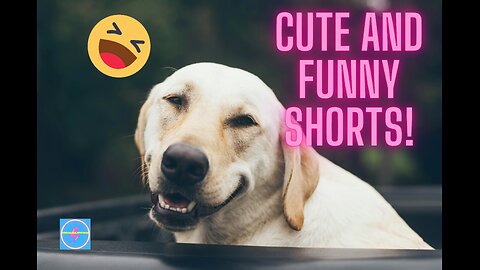 Cuteness Overload! Quick Bites of Funny Animal Shorts 🐾😍 #Shorts