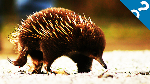 HowStuffWorks NOW: GPS Equipped Echidna Unlocks Secrets