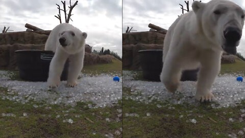 Polar Bear Enjoys Ice Bath | Summer Treatment