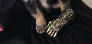 TEA-CUP CHIHUAHUA AND AN INFINITY GAUNTLET