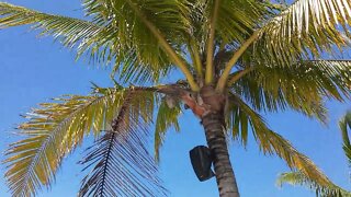 Beach at Mr Sanchos Cozumel Mexico Sept 29 2022