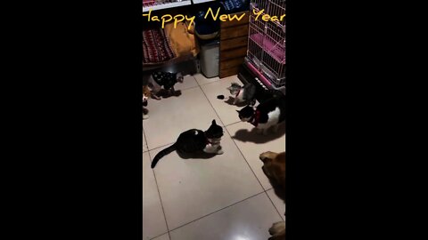 Cat And Rat Playing Together Amazing Video Happy New Year 2022 #Shorts