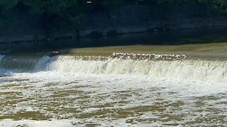 2021 Salmon run Humber River 58