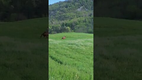 Crazy Horse Riding skills 😳🐴