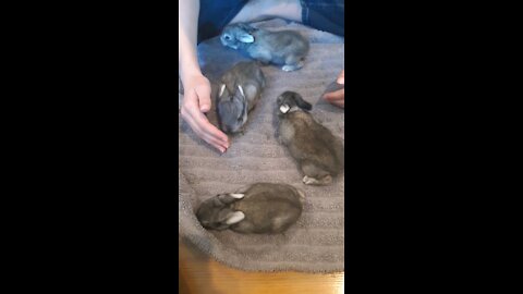 2 Week Old Bunnies