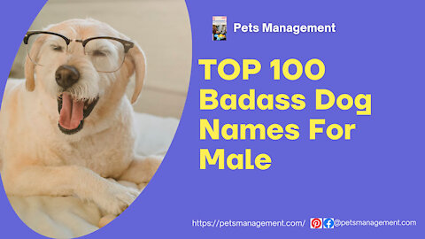 Top 100 Badass Dog Names For Male