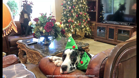 Festive Funny Great Danes And Cat Relax By The Christmas Tree