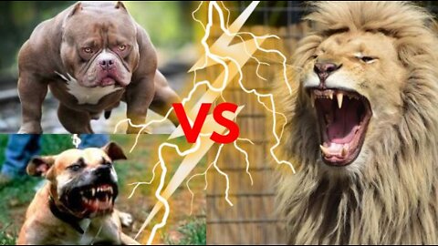 Can Pitbull defeat a lion? Pitbull vs Lion Comparison - See Who Wins