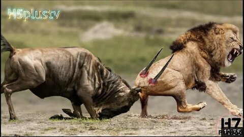 Let's see who will win in the battle of lion and buffalo