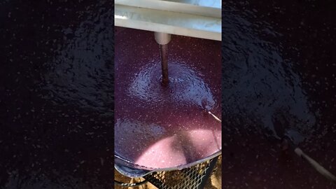 Using liquid enzymes on a blue corn bourbon mash to convert starches to dextrins.