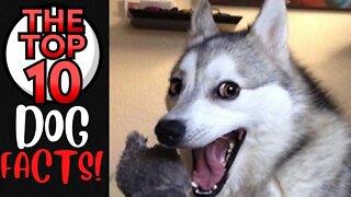 The Top 10 Dog Facts