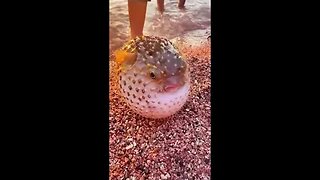 PUFFER FISH🐡ON THE🏖BEACH😎