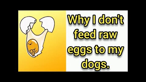 Can you feed your dogs raw eggs? - Ann's Tiny Life