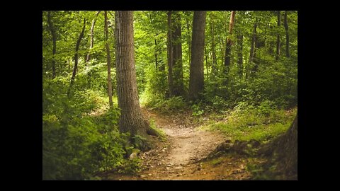 Звуки леса и его завораживающая красота
