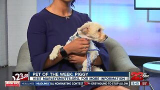 Pet of the Week: Piggy is a Poodle mix looking for a forever home