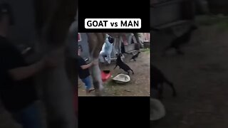 Goat VS MAN