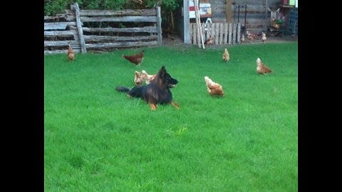 German Shepherd guarding hens