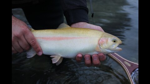 Palomino Trout In Texas?
