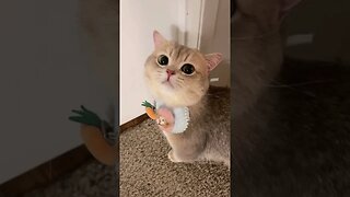 CAT VIDEO