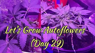 Let's Grow Autoflowers 2gether Day 29