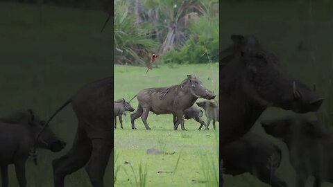 A Rare Close Encounter with Pumbaa & Her Family!🤔#shorts #safari #travel #travelling