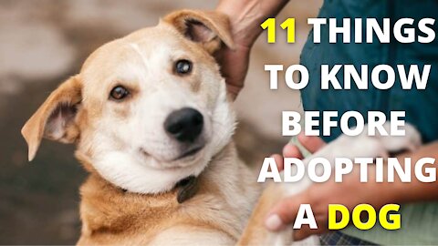 11 Things You Should Know Before Adopting a Dog