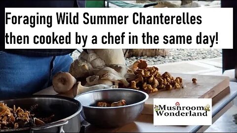 Foraging Wild Mushrooms and they're cooked by a chef in the same day!