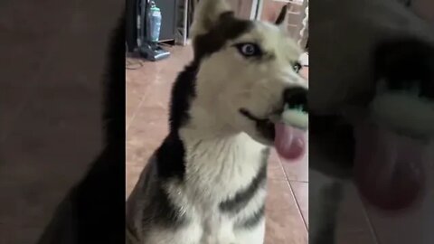 husky dog funny video short - Dogs and Cats Playing