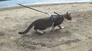 Cat on the Shore of a River