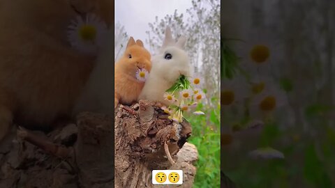 Rabbit Cute Eating Sound 😚😚 #viralvideo #youtubevideo #asmr #food #egg #animals #crazyanimals #funny